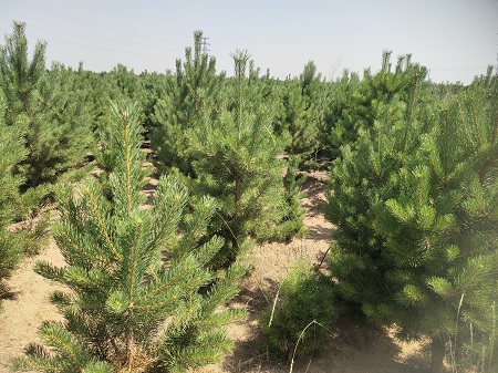 樟子松造林技術分析和移栽時間 樟子松造林技術分析和移栽時間